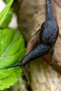 Parmarion sp.
